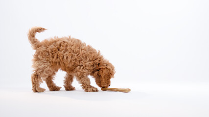 Vertical cute little cockapoo puppy eating in studio isolated on white background shot in 4k