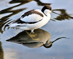 A view of an Avocet in the water