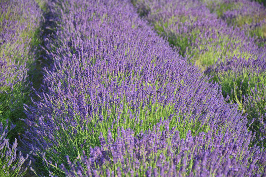 Lavender flowers field, Lavandula angustifolia.