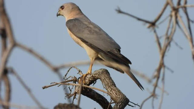 Sharp-shinned hawk in tree waiting for pray.