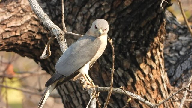 Sharp-shinned hawk waiting for pray..