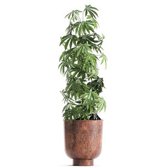 Cannabis in a black pot on a white background
