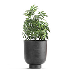 Fototapeta na wymiar Cannabis in a black pot on a white background