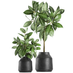  Ficus elastica in a flowerpot Isolated on a white background