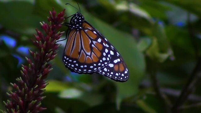 A monarch butterfly feeding on flowers in a Summer garden against blurred background.