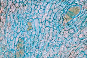 Characteristics of fungi living in wood as a group, are polyphyletic under the microscope for education.
