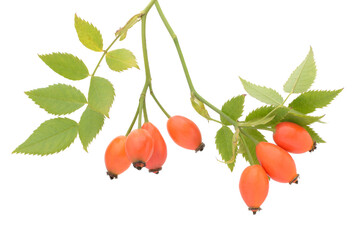 Rose hips  isolated