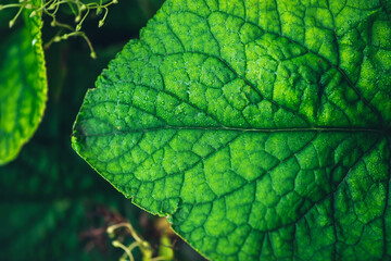 Vivid natural texture of wet green leaf with veins. Minimalist nature background with dew drops on green leaf surface. Beautiful minimal backdrop with droplets on leaf in macro. Nature texture of leaf