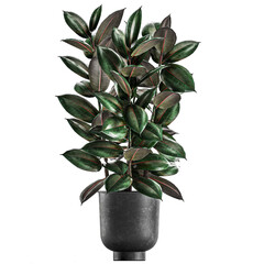 decorative Ficus Abidjan in a flowerpot Isolated on a white background