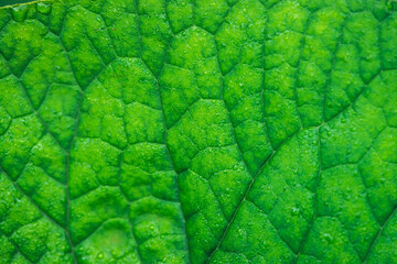 Vivid natural texture of wet green leaf with veins. Minimalist nature background with dew drops on green leaf surface. Beautiful minimal backdrop with droplets on leaf in macro. Nature texture of leaf