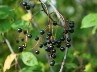 black currant on a bush