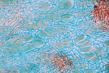 Naklejka premium Characteristics of fungi living in wood as a group, are polyphyletic under the microscope for education. 