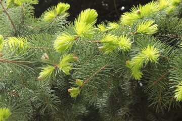 Young bright needles appeared on spruce branches in spring