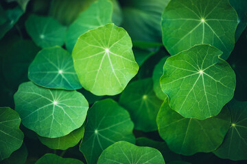Minimalist nature background with green leaves with veins in sunlight. Beautiful minimal backdrop with leaves of nasturtium in macro. Nature minimalism with greenery. Vivid natural texture of leaves. - obrazy, fototapety, plakaty