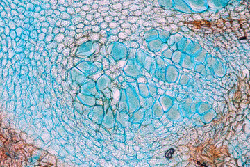 Characteristics of fungi living in wood as a group, are polyphyletic under the microscope for...
