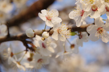 Beautiful spring cherry flowers blossom background