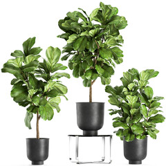 decorative Ficus lyrata in a flowerpot Isolated on a white background