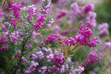 Beautiful pink blooming in a garden