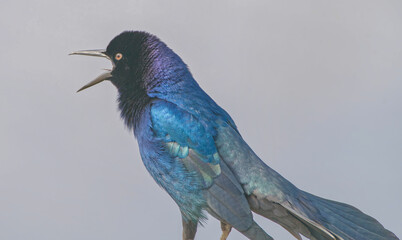 male boat tailed grackle (Quiscalus major) calling with mouth open, tongue out, blue iridescence, grey sky bokeh background, feather detail, 