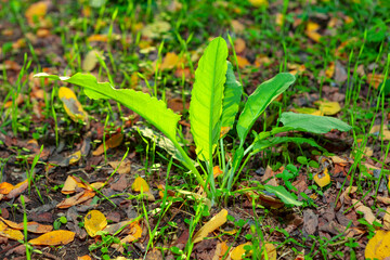 Uncultivated Forest Plant with Leaves in Sunlight