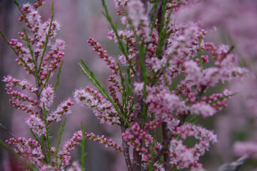 Fototapeta premium Beautiful pink blooming in a garden