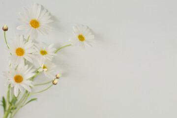 Fototapeta na wymiar close up Margaret flower on white background