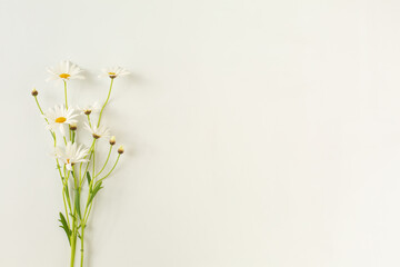 Margaret flower on white background