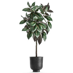  Ficus Abidjan in a flowerpot Isolated on a white background