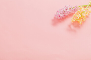 two hyacinths on pink background