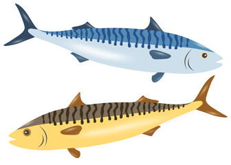 Fototapeta premium Gold and blue mackerel in the set.