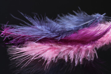 pink and purple feathers