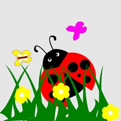 ladybird on a flower