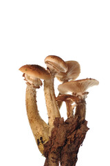 honey funguses on a white background