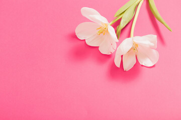 Obraz na płótnie Canvas two white tulips on pink background