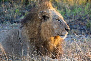 Male lion (Panthera leo) resting in the morning sunlight in the Timbavati Reserve, South Africa