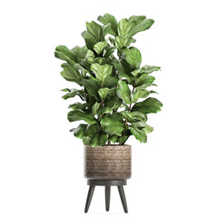 decorative Ficus lyrata in a rattan basket Isolated on a white background