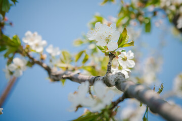 Yellow tulips . tulip in the garden. tulip flower in garden, open tulip flower. Opening spring flower in the garden