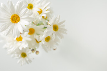 Obraz premium close up Margaret flower on white background