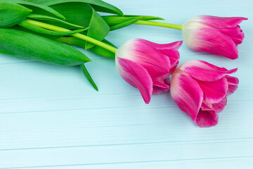 Fresh spring tulip flowers as holiday card design on blue wooden background 