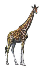 Giraffe - vintage illustration from Larousse du xxe siècle