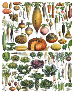 Vegetable collection - vintage illustration from Larousse du xxe siècle