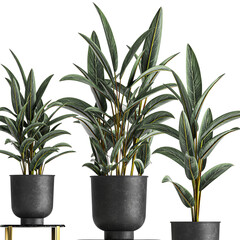 Alpinia zerumbet in a pot isolated on white background