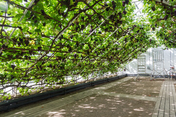 Fototapeta na wymiar Hampton Court Palace ancient and enormous the great grape vine said to be the largest vine in the world with ripe and juicy bunches of grapes hanging and ready to be picked