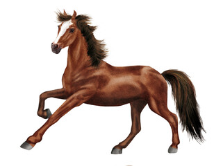 cheval, animal, isolé, étalon, marron,  galop, course, chevalin, courir, mammifère, amoureux des chevaux, sauvage, ferme, brun, arabe, nature, poney, bai, liberté, châtaigne, crin, andalou, course, pu