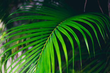 Green of palm leaves for nature background