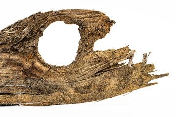 Holzauge