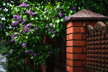 A bush of purple lilac grows at an orange fence made of bricks and a granite visor. Mold on the fence. Nature is intertwined with the construction of man. Blurred background. Selective focus