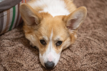 corgi puppy in the room on the carpet,