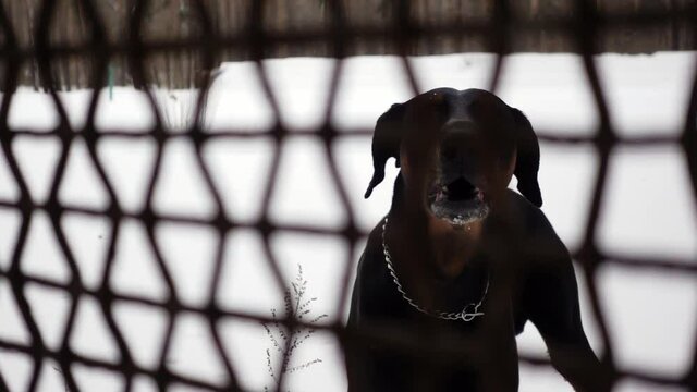 Dog is barking behind a metal fencing and safeguarding private property in slow motion. Angry black doberman is woofing defending ownership at cold winter day. Concept of pets. Domestic animals theme.