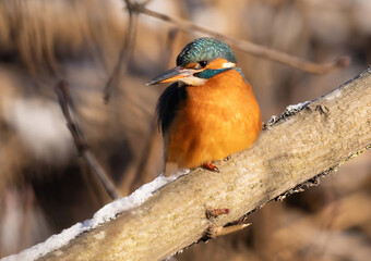 COMMON KINGFISHER (ALCEDO ATTHIS), EURASIAN KINGFISHER